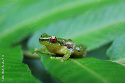 A small green frog with bright orange eyes that is sitting on a bright green leaf