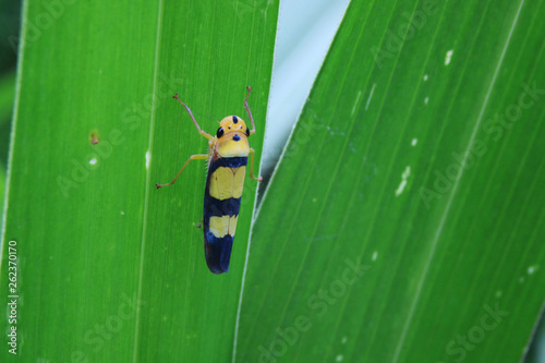 A blue and yellow bug - Graphocephala versuta - sitting on the back of a green leaf in the jungle photo