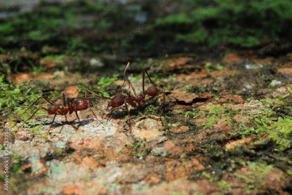 Two soldier leaf cutter ants that are greating each other