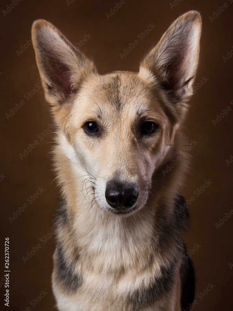 Gray and white mongrel dog sitting in studio on brown blackground and looking at camera Gray and white mongrel dog sitting in studio on brown blackground and looking at camera