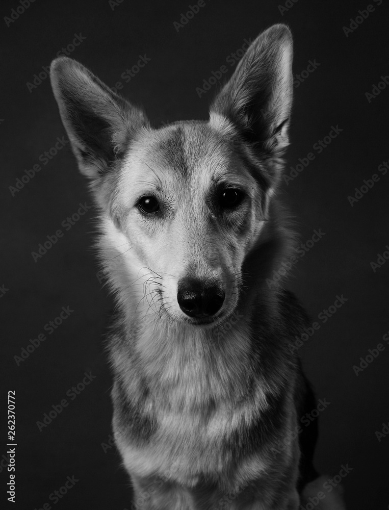 Gray and white mongrel dog sitting in studio on brown blackground and looking at camera Gray and white mongrel dog sitting in studio on brown blackground and looking at camera