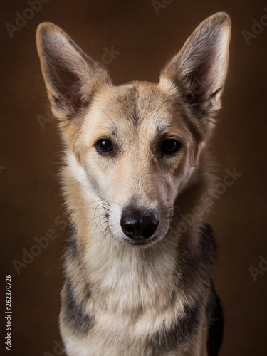 Gray and white mongrel dog sitting in studio on brown blackground and looking at camera © Alexandr