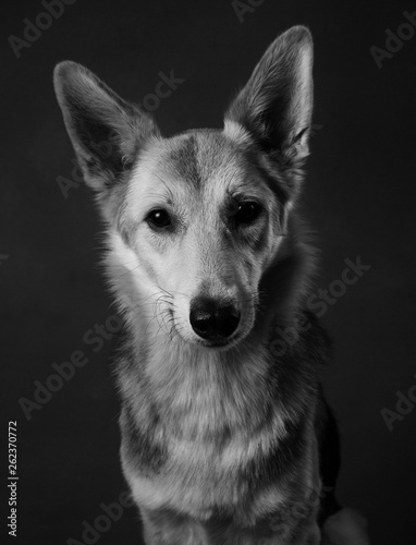 Canvas Print Gray and white mongrel dog sitting in studio on brown blackground and looking at
