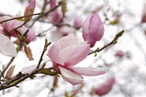 Closeup of blossoming Magnolia © Giovanna