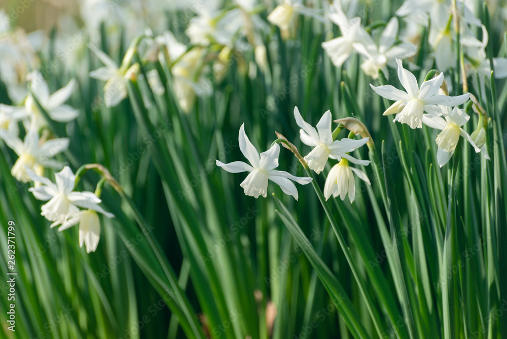 White daffodils in the spring sun White daffodils in the spring sun