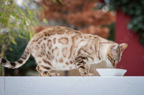 Pregnant Bengal Cat Breakfast photo