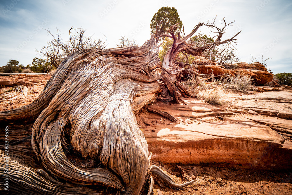 Dry rotten trees in the desert of Utah - travel photography