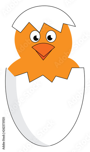 A newly hatched yellow chick vector or color illustration
