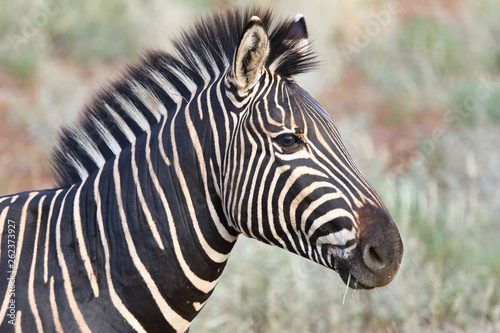 Steppenzebra   Burchell s Zebra   Equus burchellii
