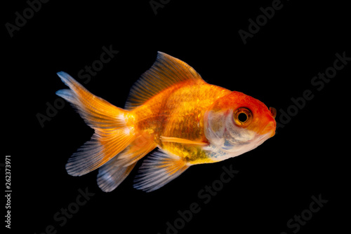 Gold fish or goldfish isolated on black background.