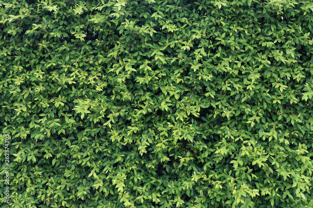 Green leaves wall background, plant on the wall