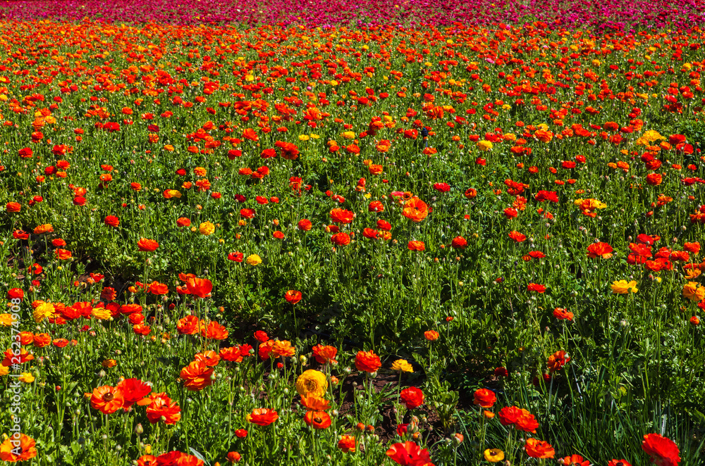 the flower fields at crlsbad