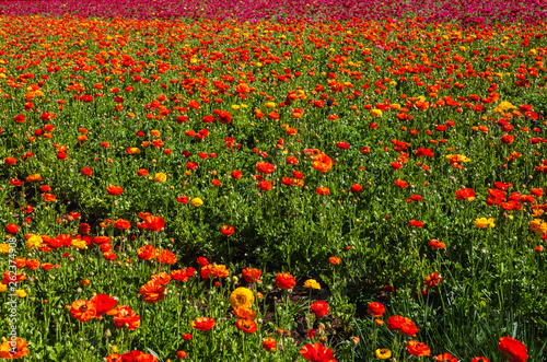 the flower fields at crlsbad
