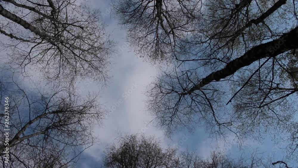 Birch tree, Betula, canopy skyward view during the first buds and leaves in April during a windy day on slider and with twist. Birch tree, Betula, canopy skyward view during the first buds and leaves in April during a windy day on slider and with twist.