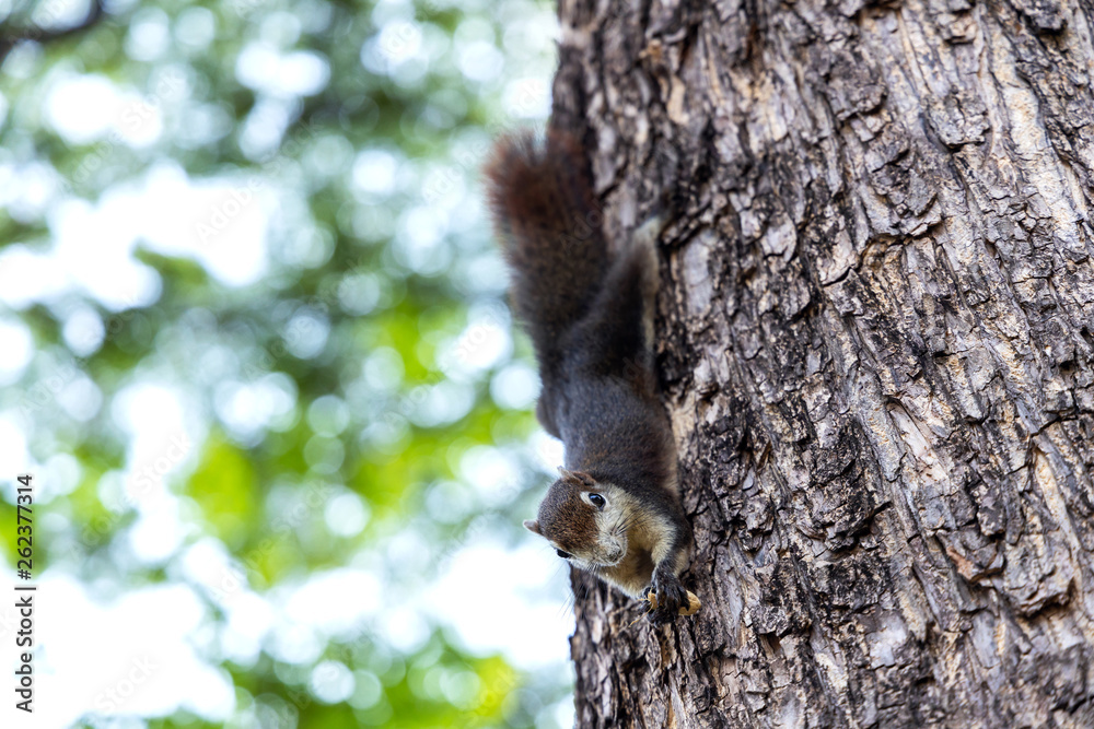 Fototapeta premium The garden squirrel.