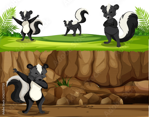 Group of skunk in nature