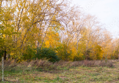 trees with yellow leaves in the park at autumn. background, nature.