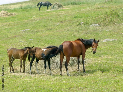 grazing horse and cub, family