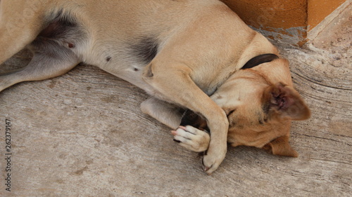 dog sleeping on ground