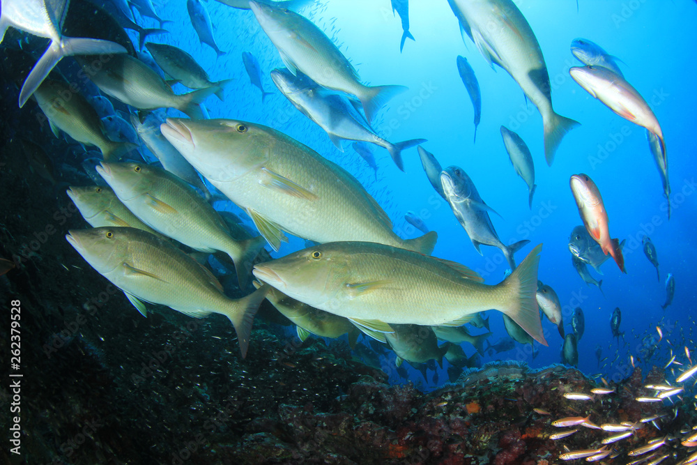 Underwater coral reef and fish in Indian Ocean 