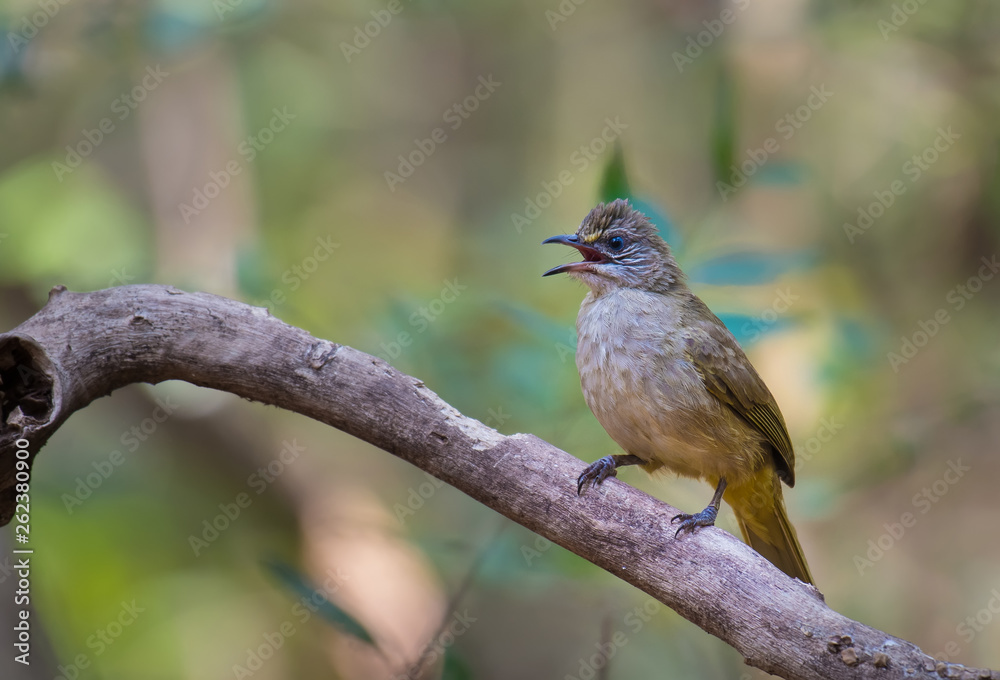 Streak-eared Bulbul on branch in nature. Streak-eared Bulbul on branch in nature.
