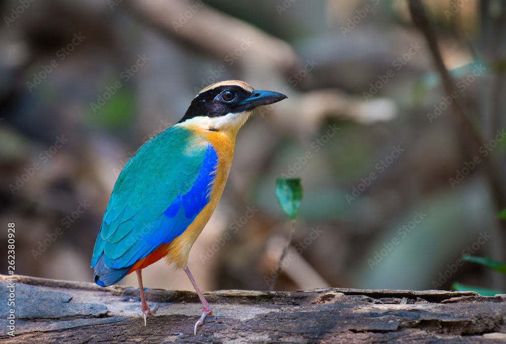 Blue-winged Pitta on branch in nature. Blue-winged Pitta on branch in nature.