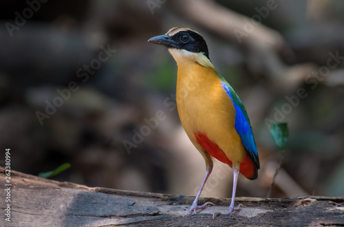 Blue-winged Pitta on branch in nature.