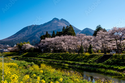 由布院の桜