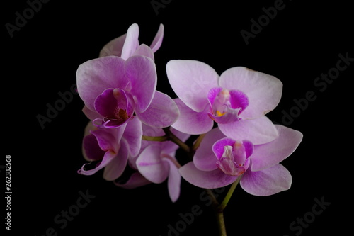 Fototapeta Naklejka Na Ścianę i Meble -  orchid flower