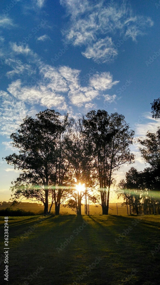 Fototapeta premium sunset in the park