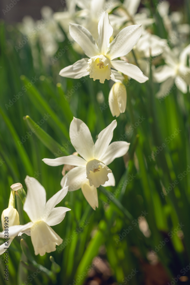Fototapeta premium White daffodils in the spring sun