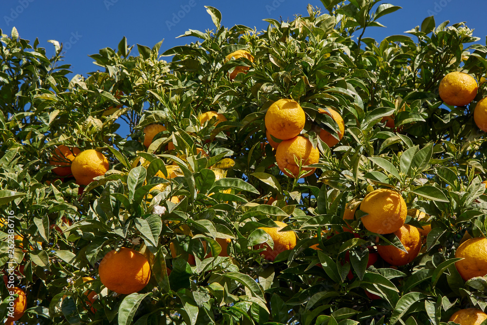 orangenbaum