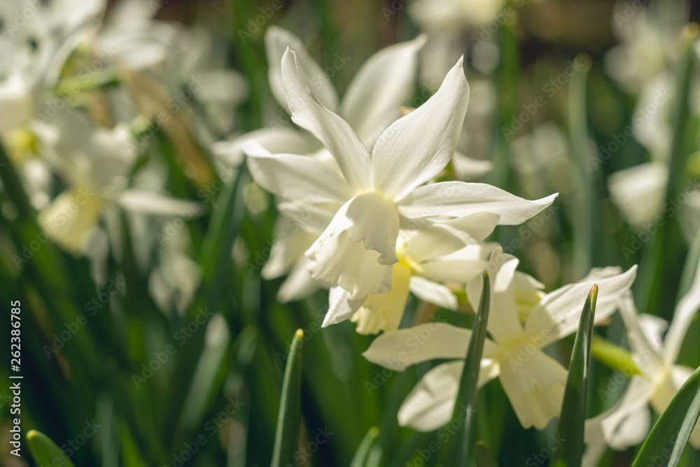 Fototapeta premium White daffodils in the spring sun