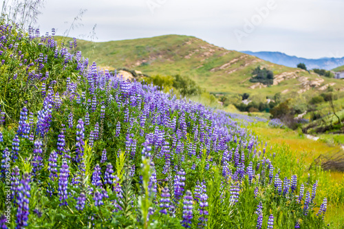 Tableau sur toile Green foothills in California blooming with Purple Lupine after Fire