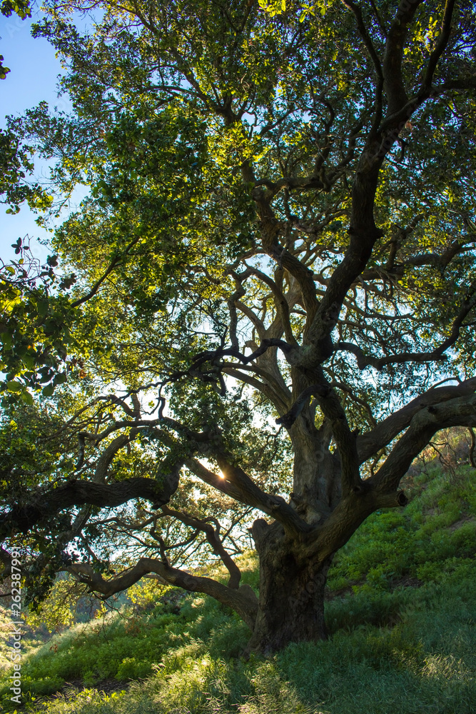 Lush Green Oak Tree on Green Hillside in California