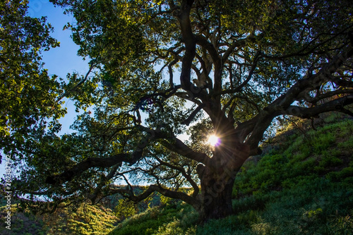 Sun Shines through Oak Tree in Wildfire Renewal Area of California