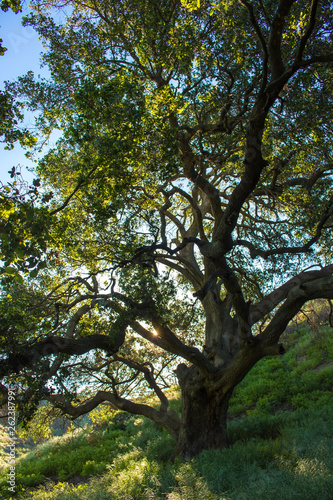 Lush Green Oak Tree on Green Hillside in California