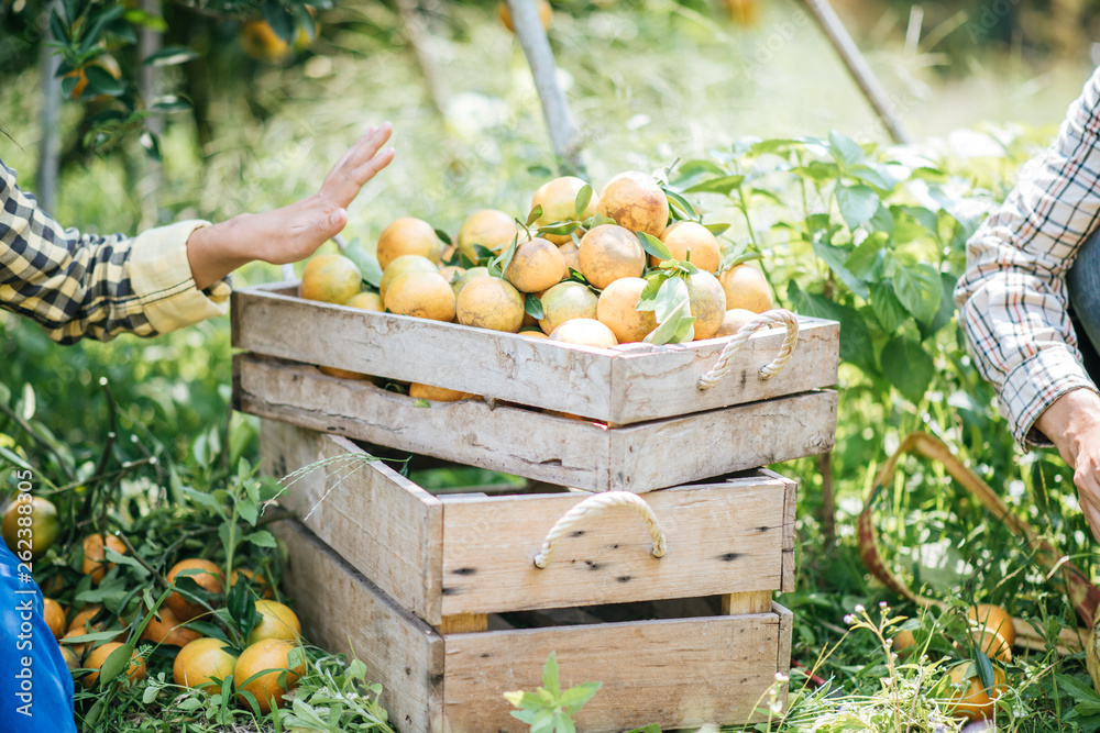 Fototapeta premium Citrus is in an orange crate in an orange garden.