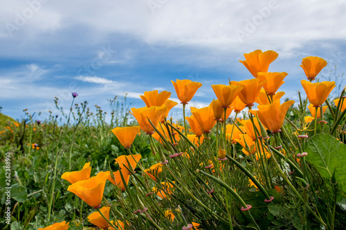 Low Angle Bright Orange Poppies under Blue Sky photo