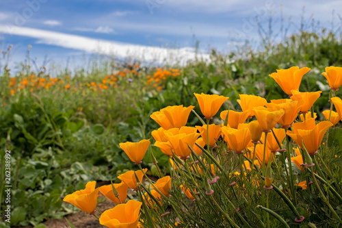 Bright Orange California Poppies in Green Field under Blue Sky