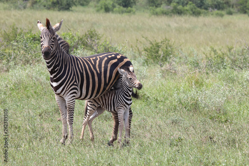 Steppenzebra   Burchell s Zebra   Equus burchellii...