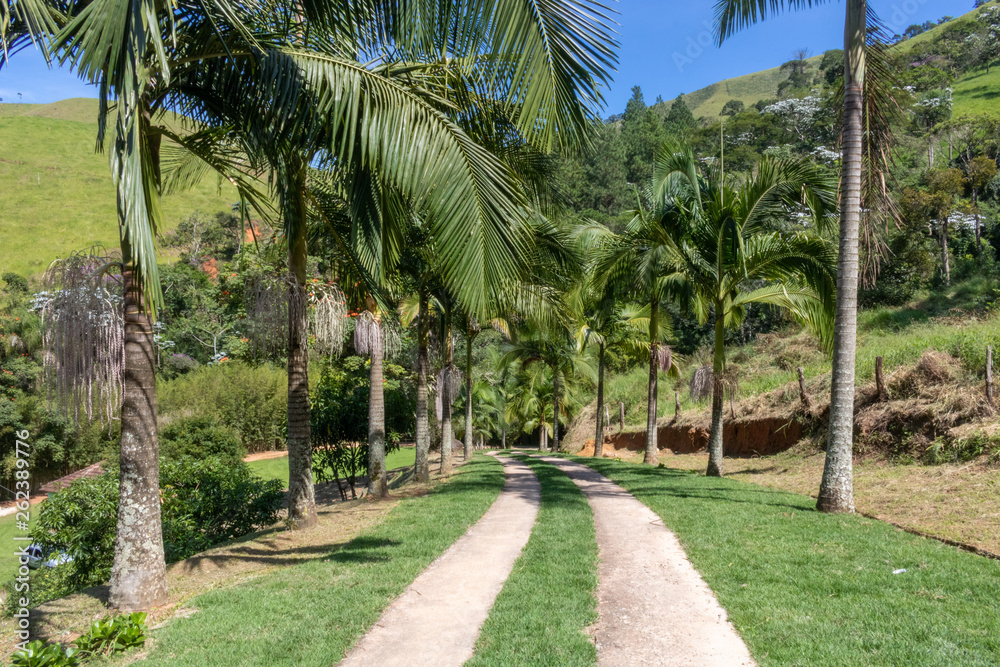Road in the middle of beautiful green grass surrounded by coconut trees with mountains in the background