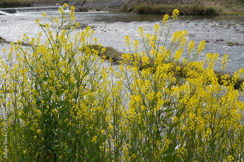 Rape blossoms and river