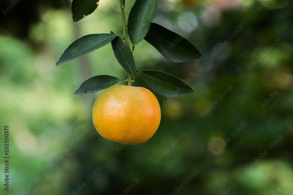 Bunch of ripe oranges hanging on a orange tree Bunch of ripe oranges hanging on a orange tree