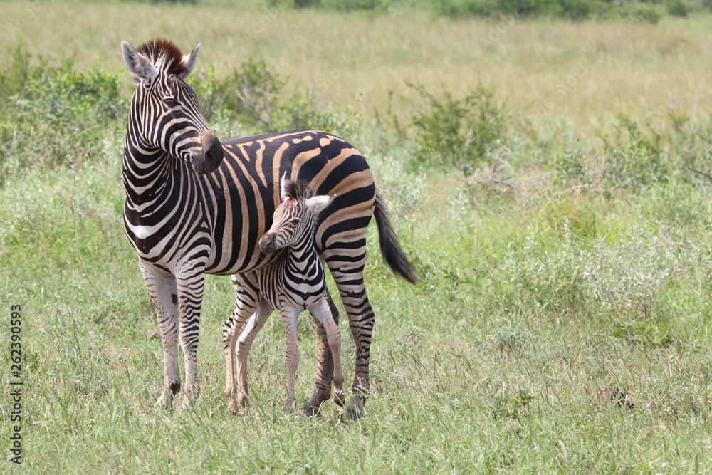 Steppenzebra / Burchell's Zebra / Equus burchellii... Steppenzebra / Burchell's Zebra / Equus burchellii...