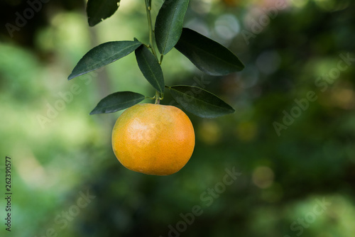 Bunch of ripe oranges hanging on a orange tree