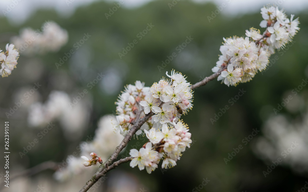 The Cherry Blossom tree at the Wuhan city, Hubei China. The Cherry Blossom tree at the Wuhan city, Hubei China.
