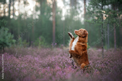 toller dog in heather colors. walk with a pet in the forest. Journey photo