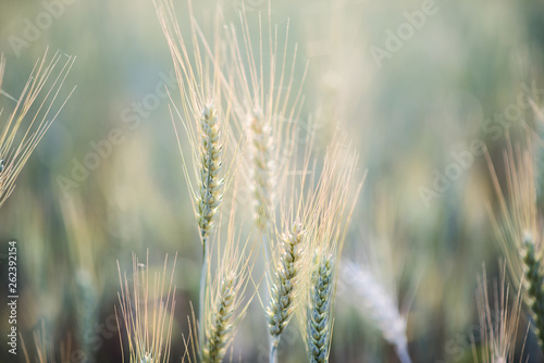 field of wheat farm