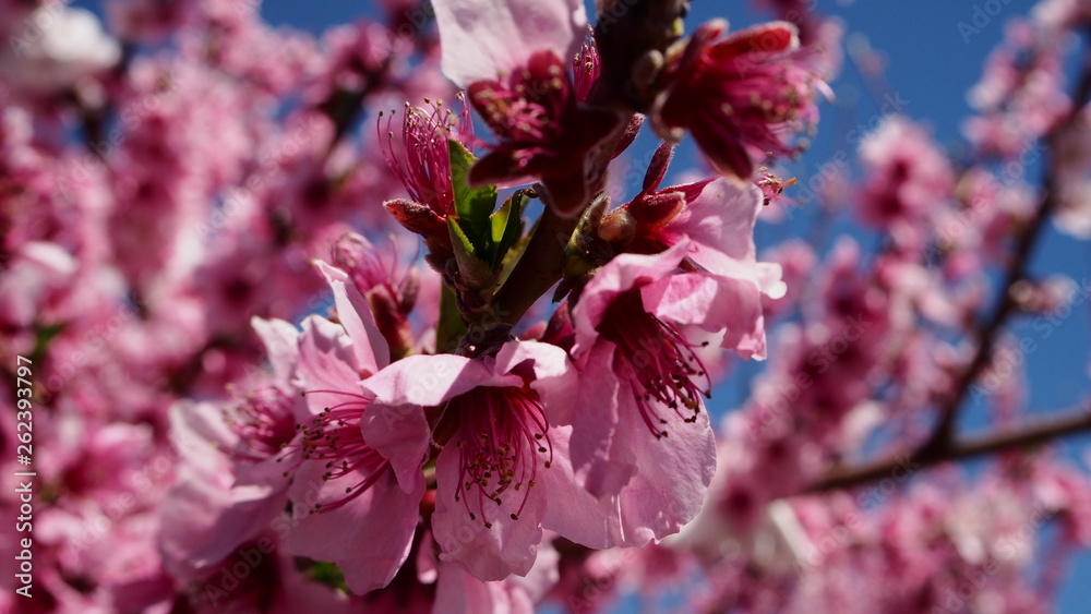 Fototapeta premium 桃源郷 桃の花 日本の山梨県